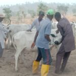 OVER 180,000 LIVESTOCK VACCINATED AS FCT AGRIC SECRETARIAT COMMENCE L-PRESS CAMPAIGN